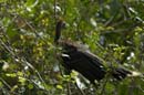 Hoazin_huppe_Guyane_fr_Riviere_de_Kaw_mai2005_MI53319
