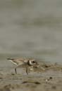 Limicole3_Guyane_fr_Riviere_de_Kaw_Octobre_Novembre2005_OC56644