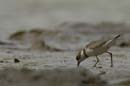 Limicole3_Guyane_fr_Riviere_de_Kaw_Octobre_Novembre2005_OC56652