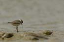 Limicole3_Guyane_fr_Riviere_de_Kaw_Octobre_Novembre2005_OC56660