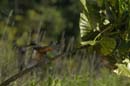 martin_pecheur_a_ventre_roux_Guyane_fr_Riviere_de_Kaw_Octobre_Novembre2005OC51046