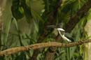 martin_pecheur_amazonien_femelle13_OC52192