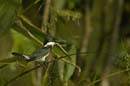 martin_pecheur_amazonien_femelle16_OC52200