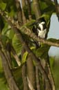 martin_pecheur_amazonien_femelle22_OC52907