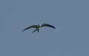 Milan_a_que_fourchue_Guyane_fr_PK40_Decembre2003_DSC_4986