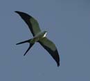 Milan_a_que_fourchue_Guyane_fr_PK40_Decembre2003_DSC_4993
