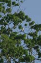 Milan_a_que_fourchue_Guyane_fr_PK40_Decembre2003_DSC_5360
