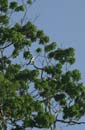 Milan_a_que_fourchue_Guyane_fr_PK40_Decembre2003_DSC_5363