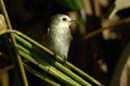 Moucherolle_a_tete_blanche_Guyane_fr_PK40_Octobre_Novembre2005_OC59630
