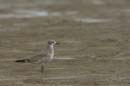 Mouette_atricille_Guyane_fr_Estuaire_Riviere_de_Kaw_Octobre_Novembre2005_OC59474