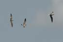Mouette_atricille_Guyane_fr_Estuaire_Riviere_de_Kaw_Octobre_Novembre2005_OC59530
