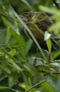 Petit_Blongios_femelle_Guyane_fr_Riviere_de_Kaw_Novembre2005_OC50827