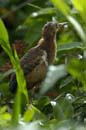 Petit_Blongios_femelle_Guyane_fr_Riviere_de_Kaw_Novembre2005_OC50850