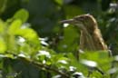 Petit_Blongios_femelle_Guyane_fr_Riviere_de_Kaw_Novembre2005_OC50857