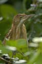 Petit_Blongios_femelle_Guyane_fr_Riviere_de_Kaw_Novembre2005_OC50860