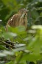 Petit_Blongios_femelle_Guyane_fr_Riviere_de_Kaw_Novembre2005_OC50865