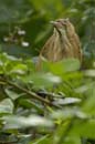 Petit_Blongios_femelle_Guyane_fr_Riviere_de_Kaw_Novembre2005_OC50869