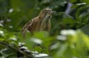 Petit_Bongios_femelle_Guyane_fr_Riviere_de_Kaw_Novembre2005_OC50852