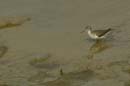 Petit_Chevalier_Guyane_fr_Plage_de_Cayenne_IRD_Novembre2005_OC50586