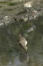 Petit_Chevalier_Guyane_fr_Plage_de_Cayenne_IRD_Novembre2005_OC50614