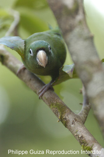 Petit_Perroquet_Guyane_Fr_PK40_Novembre2004_NO40767