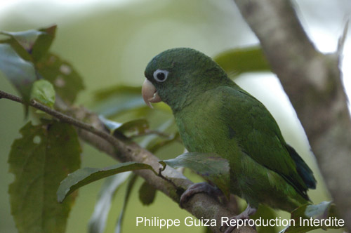 Petit_Perroquet_Guyane_Fr_PK40_Novembre2004_NO40772