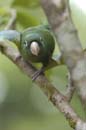 Petit_Perroquet_Guyane_Fr_PK40_Novembre2004_NO40767