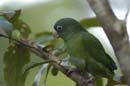 Petit_Perroquet_Guyane_Fr_PK40_Novembre2004_NO40772