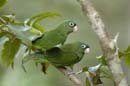 Petit_Perroquet_Guyane_Fr_PK40_Novembre2004_NO40779