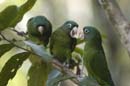 Petit_Perroquet_Guyane_Fr_PK40_Novembre2004_NO40790
