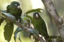 Petit_Perroquet_Guyane_Fr_PK40_Novembre2004_NO40796