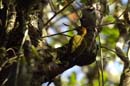 Pic_spp_Guyane_Fr_PK40_Octobre2005_OC56257