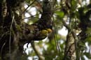 Pic_spp_Guyane_Fr_PK40_Octobre2005_OC56274