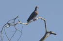 Pigeon_spp_Guyane_Fr_Riviere_de_Kaw_Octobre_Novembre2005_OC52539