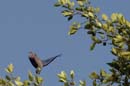 Pione_Violette_Guyane_Fr_PK40_Octobre_Novembre2005_OC50488