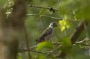 Pione_Violette_Guyane_Fr_PK40_Octobre_Novembre2005_OC50557