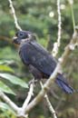 Pione_Violette_Guyane_Fr_PK40_Octobre_Novembre2005_OC51437
