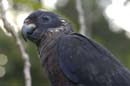 Pione_Violette_Guyane_Fr_PK40_Octobre_Novembre2005_OC51439