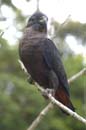 Pione_Violette_Guyane_Fr_PK40_Octobre_Novembre2005_OC51444