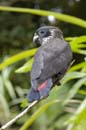 Pione_Violette_Guyane_Fr_PK40_Octobre_Novembre2005_OC51446