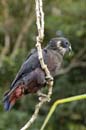 Pione_Violette_Guyane_Fr_PK40_Octobre_Novembre2005_OC51452