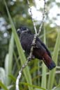 Pione_Violette_Guyane_Fr_PK40_Octobre_Novembre2005_OC51471