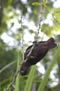 Pione_Violette_Guyane_Fr_PK40_Octobre_Novembre2005_OC51478