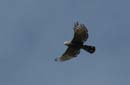 Rapace_spp2_Guyane_Fr_PK40_Novembre2004_NO40933