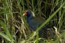 Taleve_violacee_Guyane_Fr_Riviere_de_Kaw_Octobre_Novembre2005_OC50760