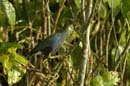 Taleve_violacee_Guyane_Fr_Riviere_de_Kaw_Octobre_Novembre2005_OC57790
