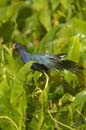 Taleve_violacee_Guyane_Fr_Riviere_de_Kaw_Octobre_Novembre2005_OC57816