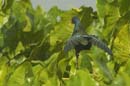 Taleve_violacee_Guyane_Fr_Riviere_de_Kaw_Octobre_Novembre2005_OC57822