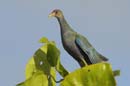 Taleve_violacee_Guyane_Fr_Riviere_de_Kaw_Octobre_Novembre2005_OC59639