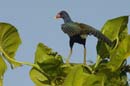 Taleve_violacee_Guyane_Fr_Riviere_de_Kaw_Octobre_Novembre2005_OC59641